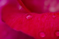 rose petal and water drops Poster och Canvastavla