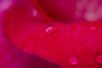rose petal and water drops Poster och Canvastavla