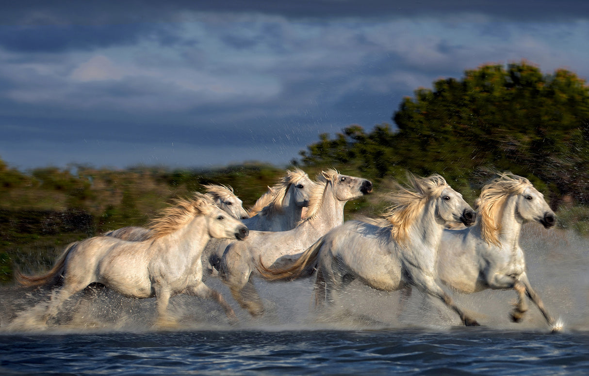 Horses running through the marsh Poster och Canvastavla