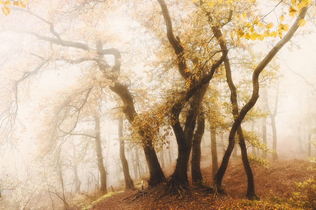 dancing trees Poster och Canvastavla