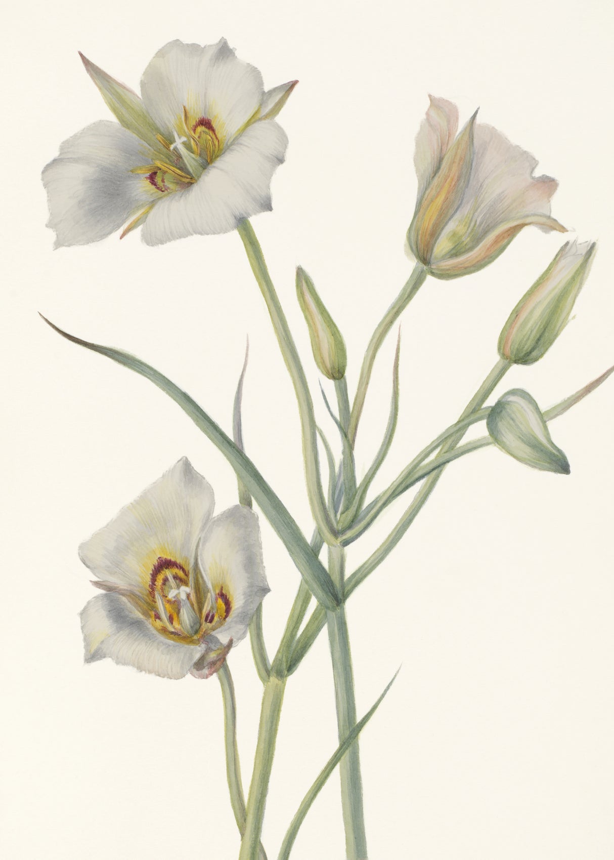 Sego Lily Poster och Canvastavla