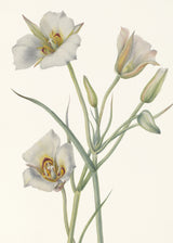 Sego Lily Poster och Canvastavla