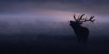 Stag in misty morning Poster och Canvastavla