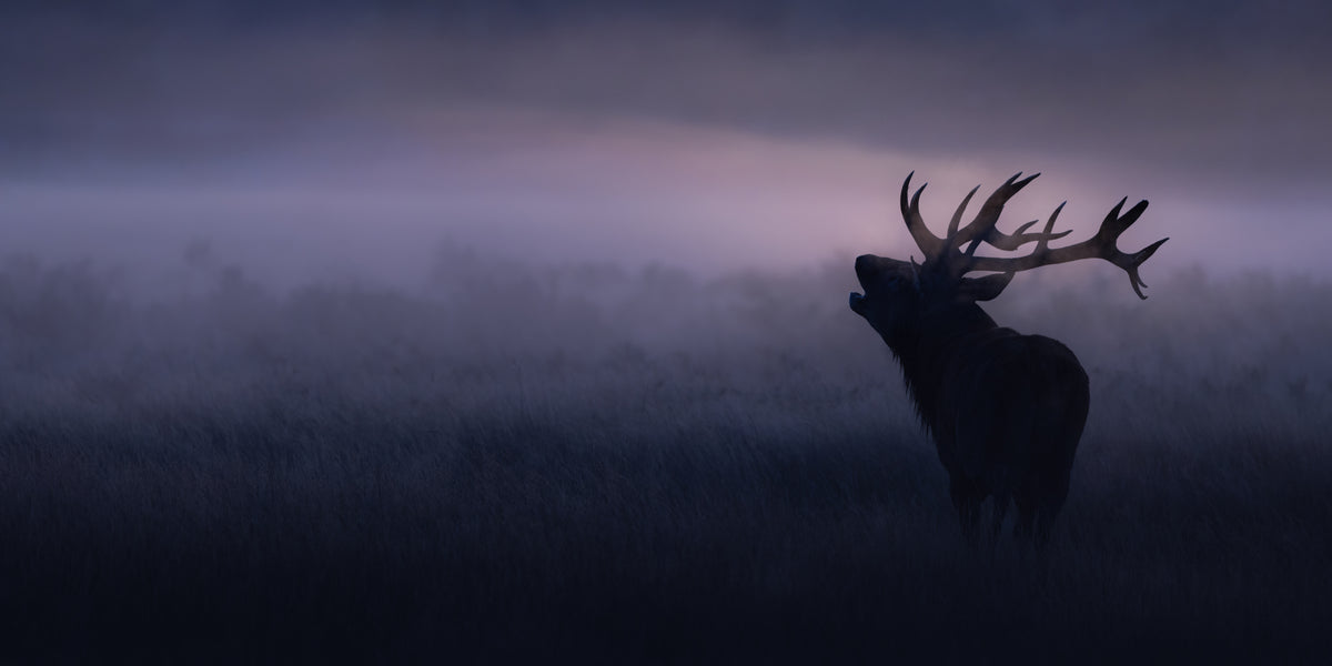 Stag in misty morning Poster och Canvastavla