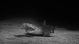 Shark is  ready for it's dentist Poster och Canvastavla