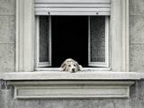 The window Poster och Canvastavla