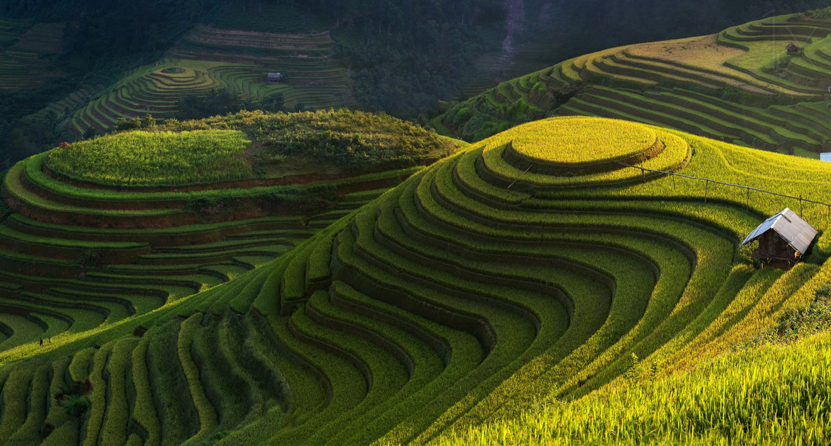 Gold rice terrace in mu cang chai,Vietnam. Poster och Canvastavla