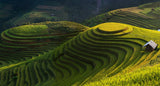 Gold rice terrace in mu cang chai,Vietnam. Poster och Canvastavla