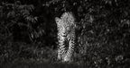 Leopard, eye to eye Poster och Canvastavla