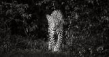 Leopard, eye to eye Poster och Canvastavla