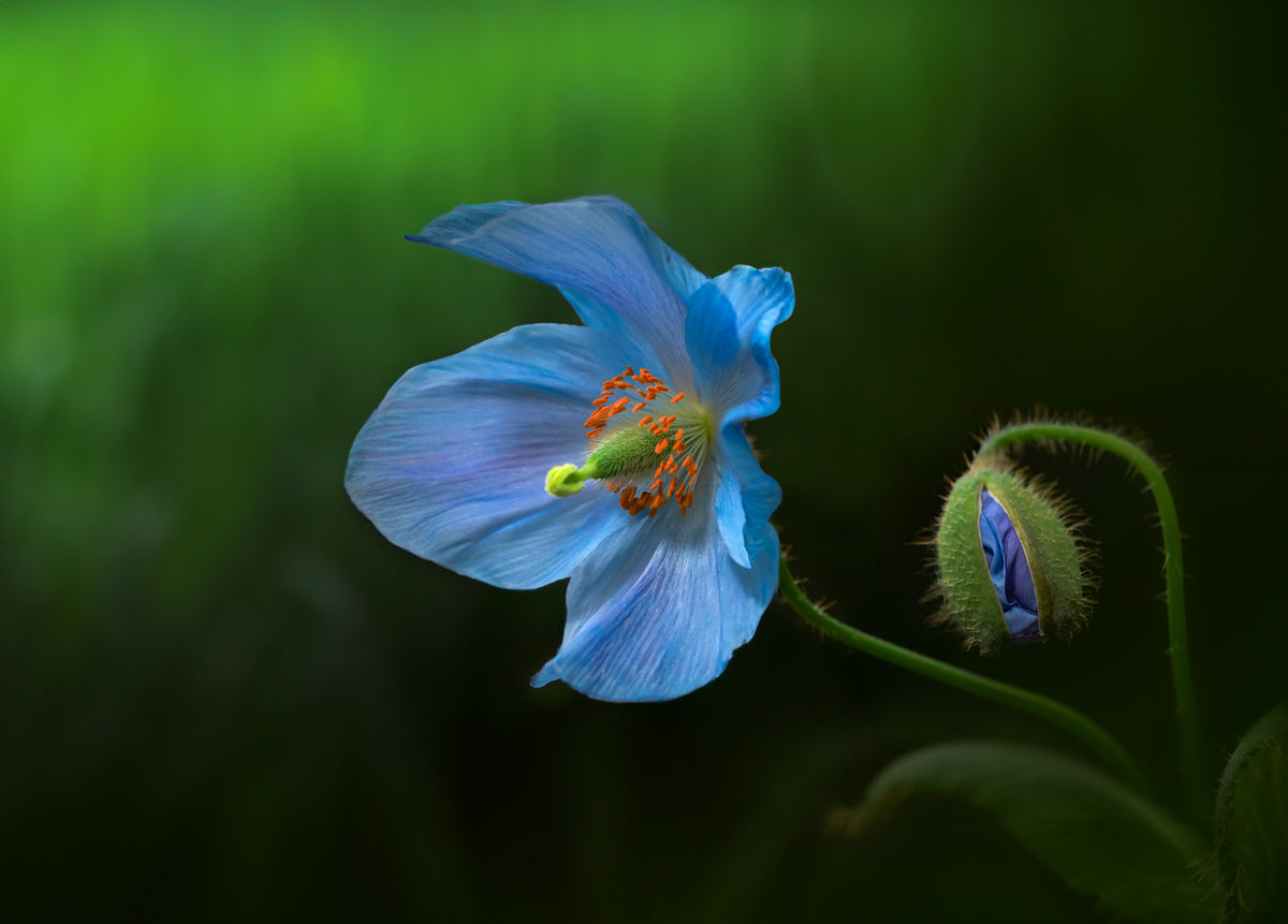 Himalayan Blue Poppy Poster och Canvastavla