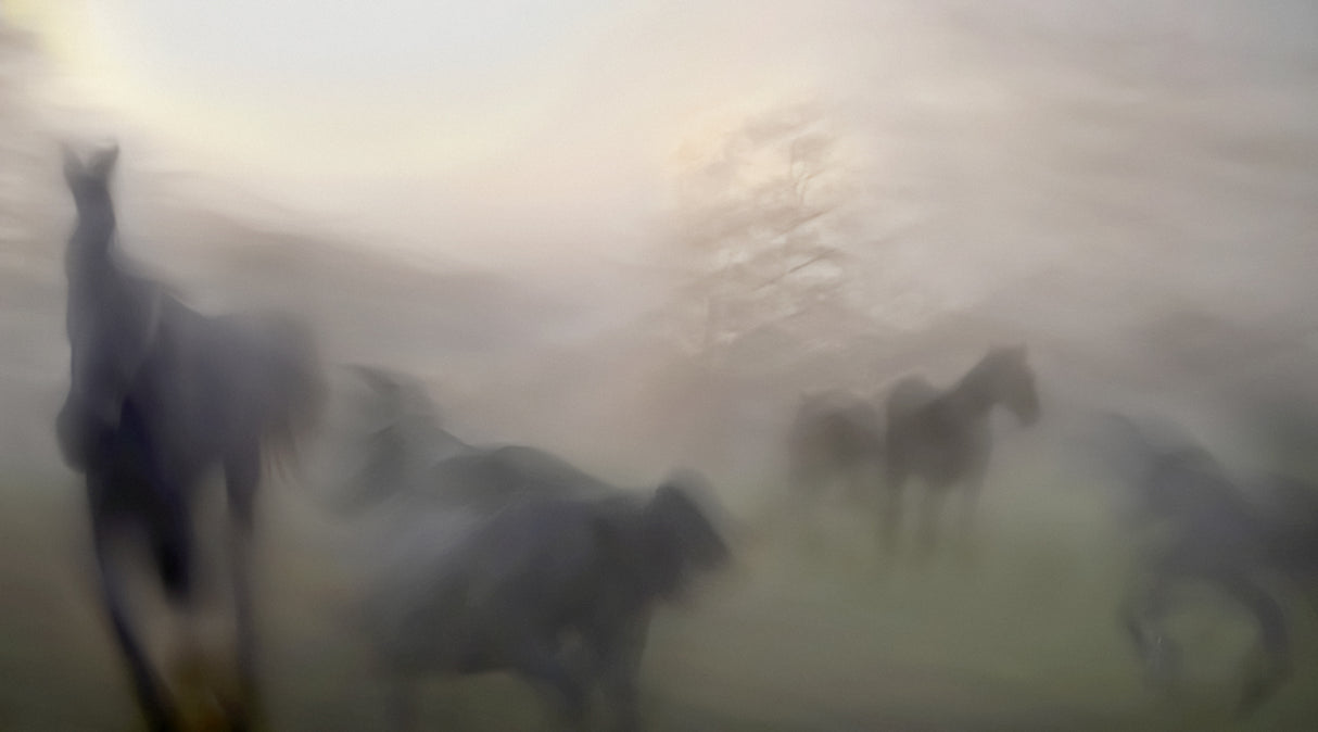 Horses Poster och Canvastavla