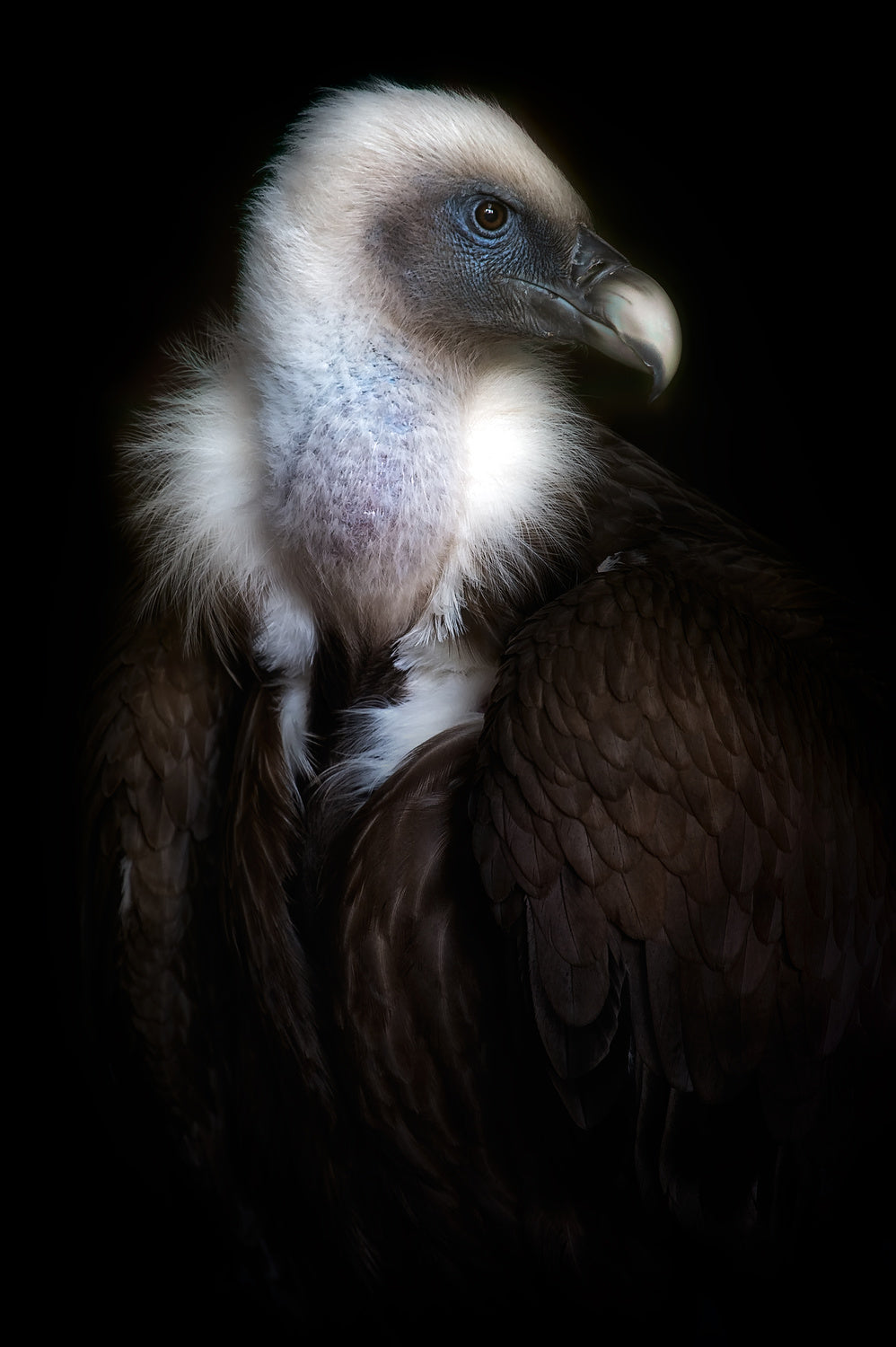 Vulture portrait II Poster och Canvastavla
