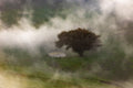 The Lonely Tree Poster och Canvastavla