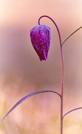Fritillary Poster och Canvastavla