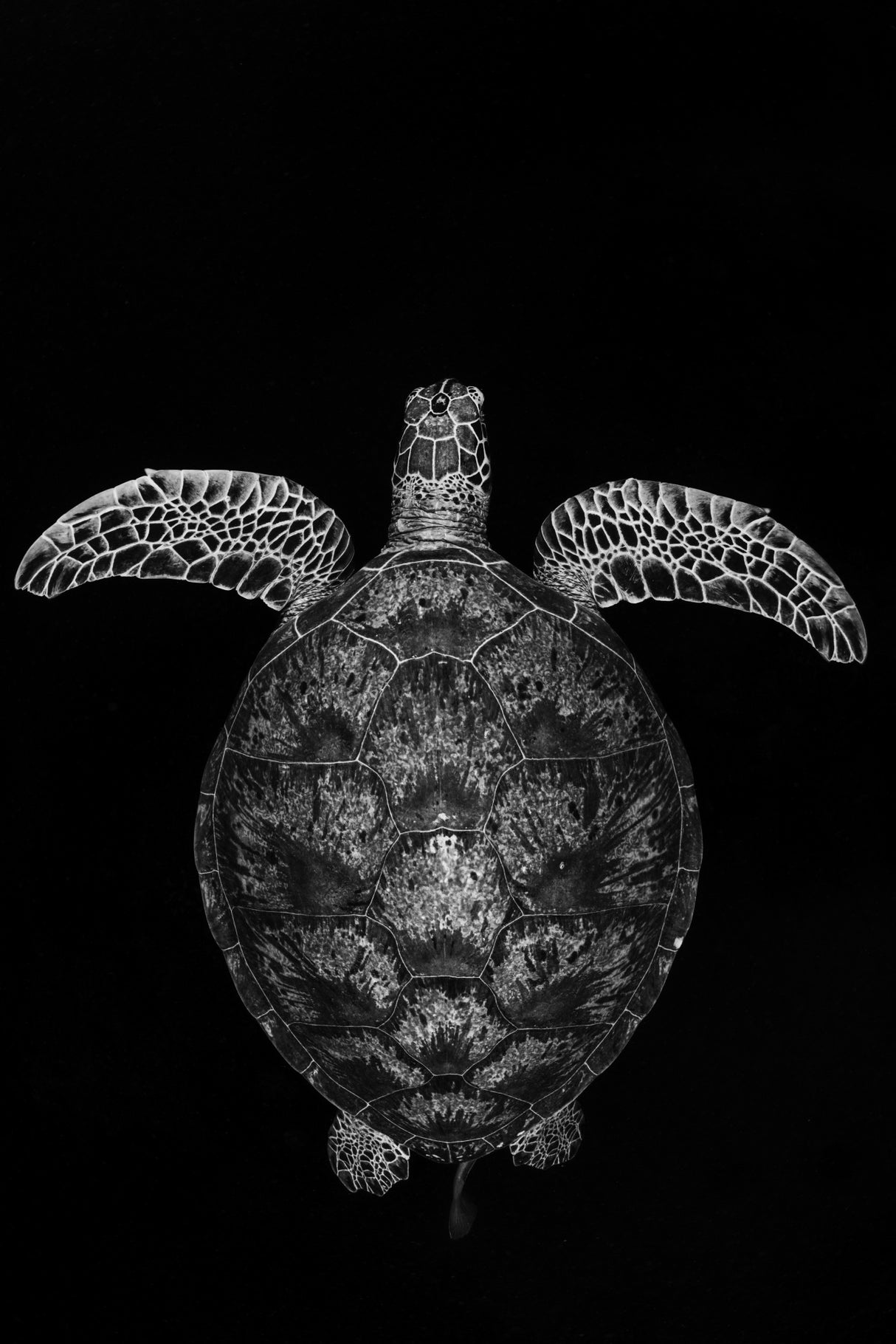 Green turtle on black and white Poster och Canvastavla