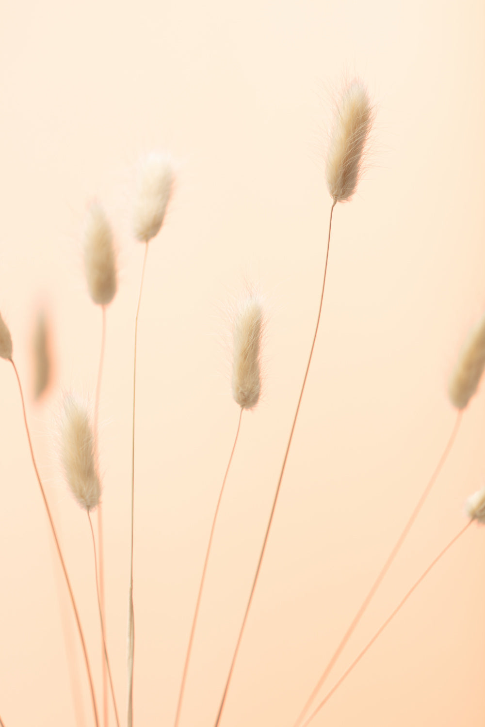 Bunny Grass Peach 02 Poster och Canvastavla