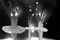Swan Lake Poster och Canvastavla