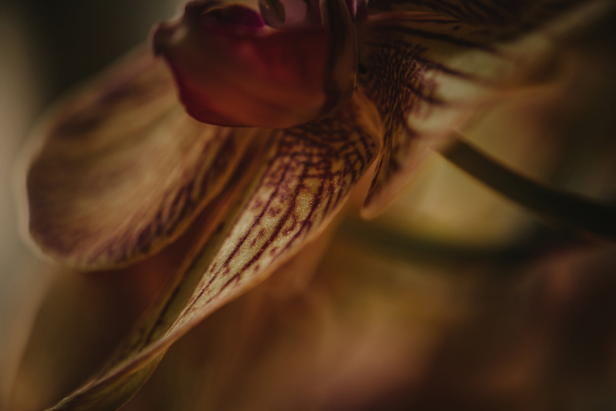 Botanical Series - Orchid 1/2 Poster och Canvastavla