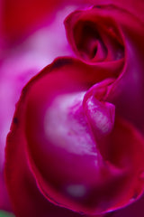 close-up of a rose Poster och Canvastavla