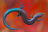 chalcides sexlineatus Poster och Canvastavla