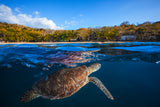Green Turtle - Sea Turtle Poster och Canvastavla