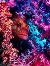 Coral Hind Poster och Canvastavla