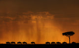 The Migration Poster och Canvastavla