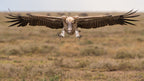Prepare for landing Poster och Canvastavla