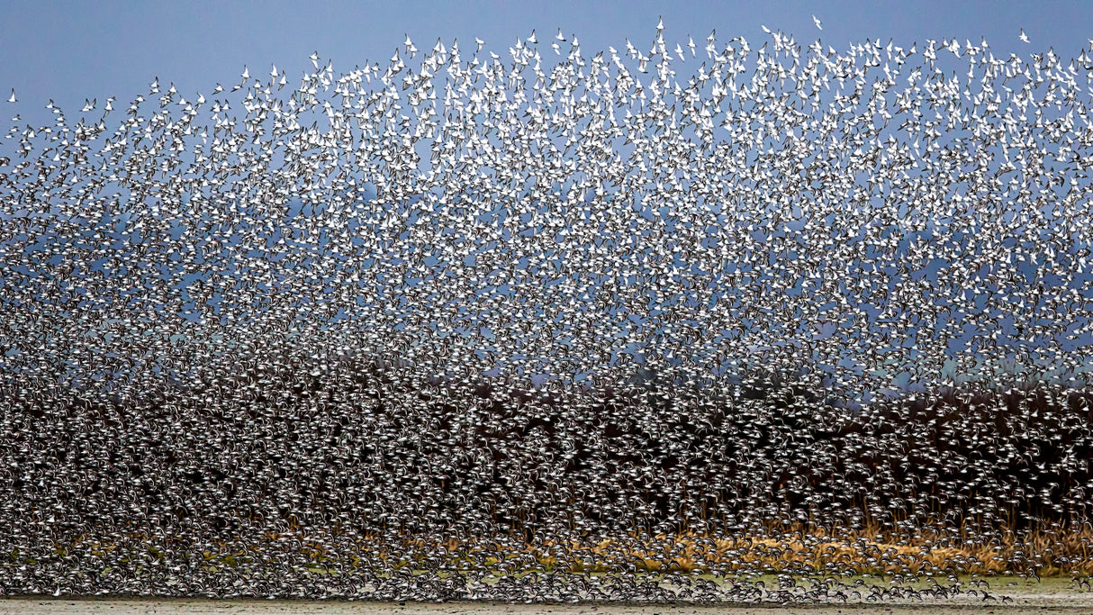 Bird Curtain Poster och Canvastavla