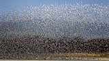 Bird Curtain Poster och Canvastavla