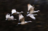 Sandy Cranes' flying motion Poster och Canvastavla