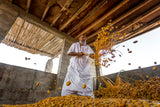 Dates harvest season Poster och Canvastavla