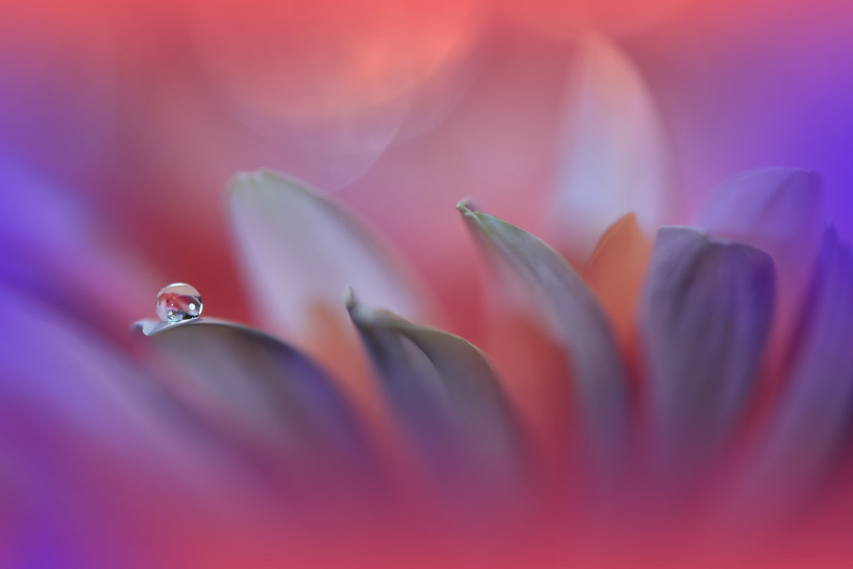 Blossoming Heart.. Poster och Canvastavla
