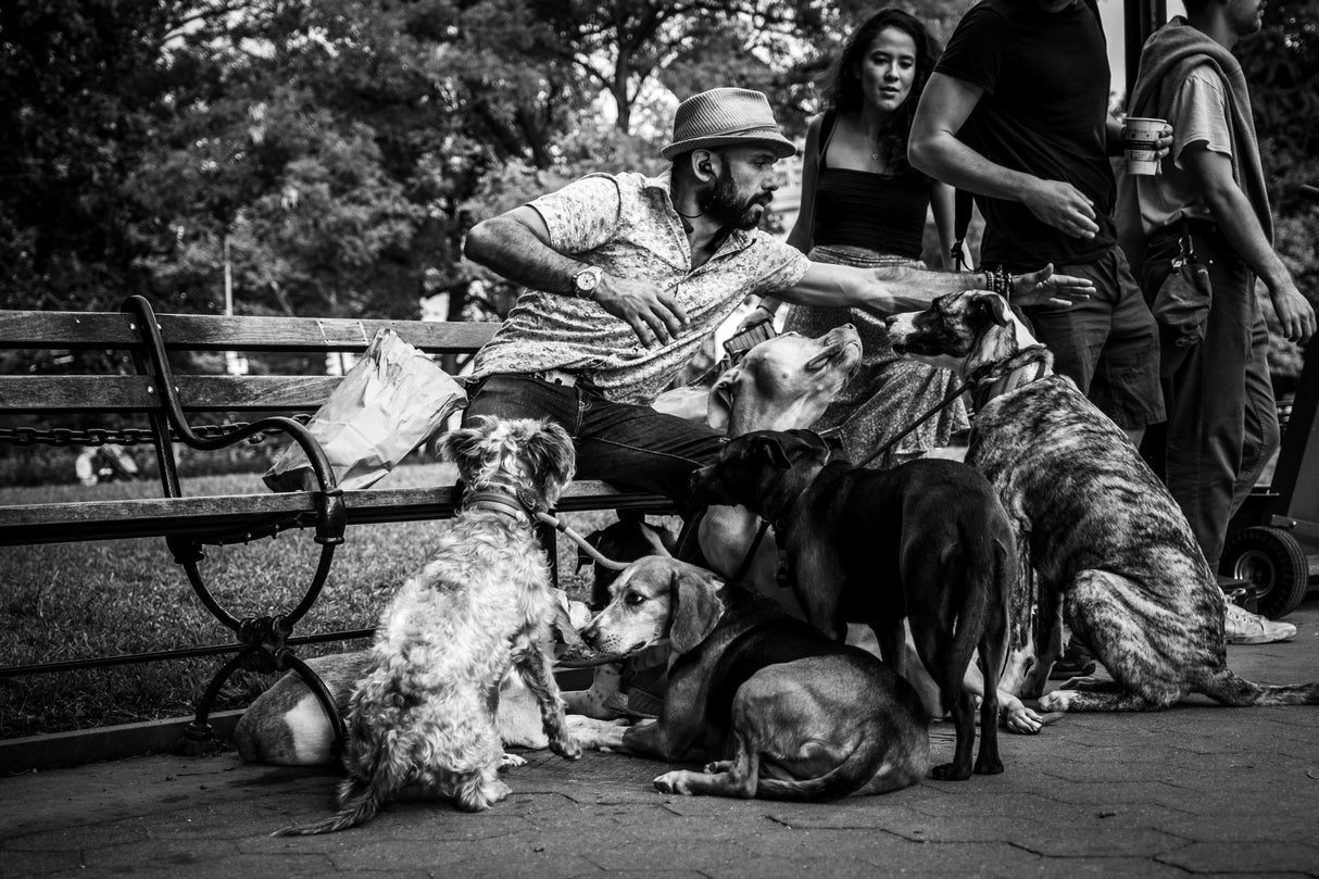 dogs- manhattan Poster och Canvastavla