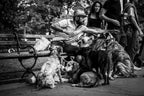 dogs- manhattan Poster och Canvastavla