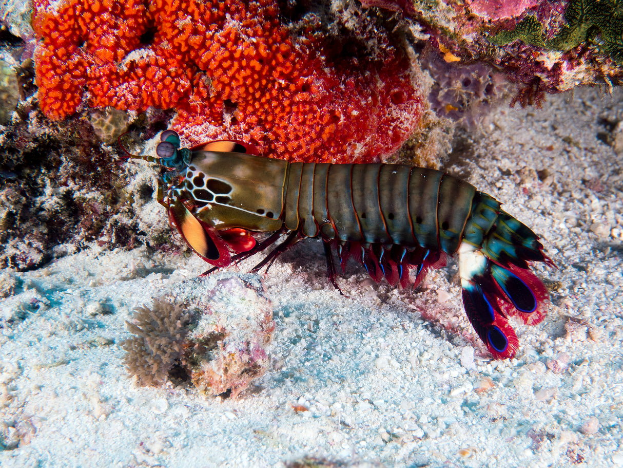 Peacock Mantis Shrimp Poster och Canvastavla