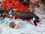 Peacock Mantis Shrimp Poster och Canvastavla