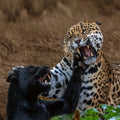 Panther versus Jaguar Poster och Canvastavla