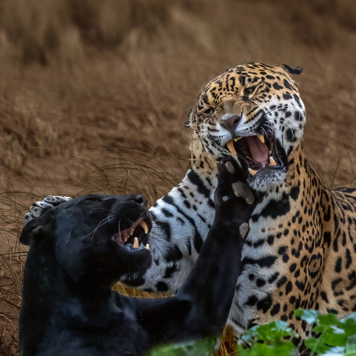 Panther versus Jaguar Poster och Canvastavla