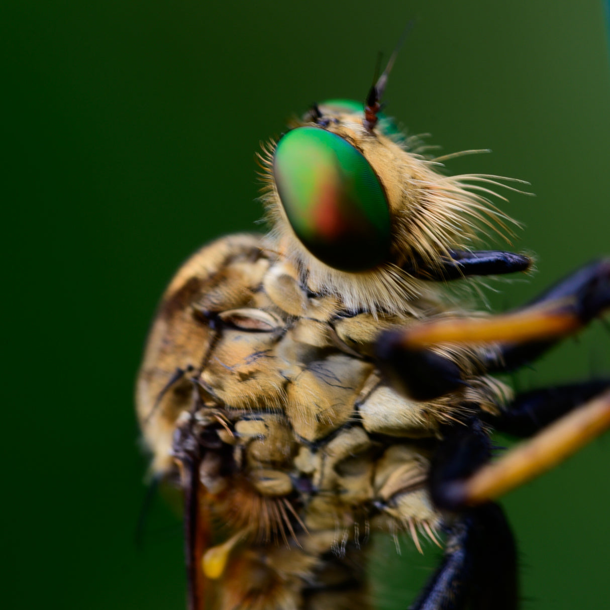robber fly Poster och Canvastavla