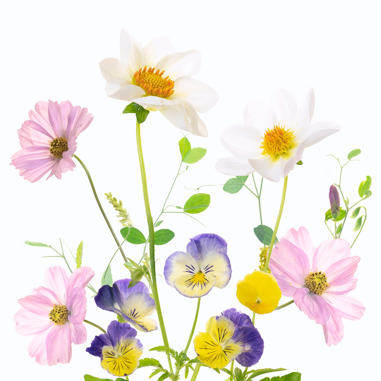 Late Summer Poster och Canvastavla
