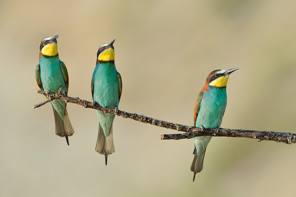 Three little guys on the tree Poster och Canvastavla