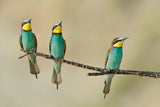 Three little guys on the tree Poster och Canvastavla