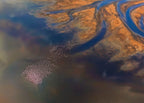 Aerial Flamingo Poster och Canvastavla