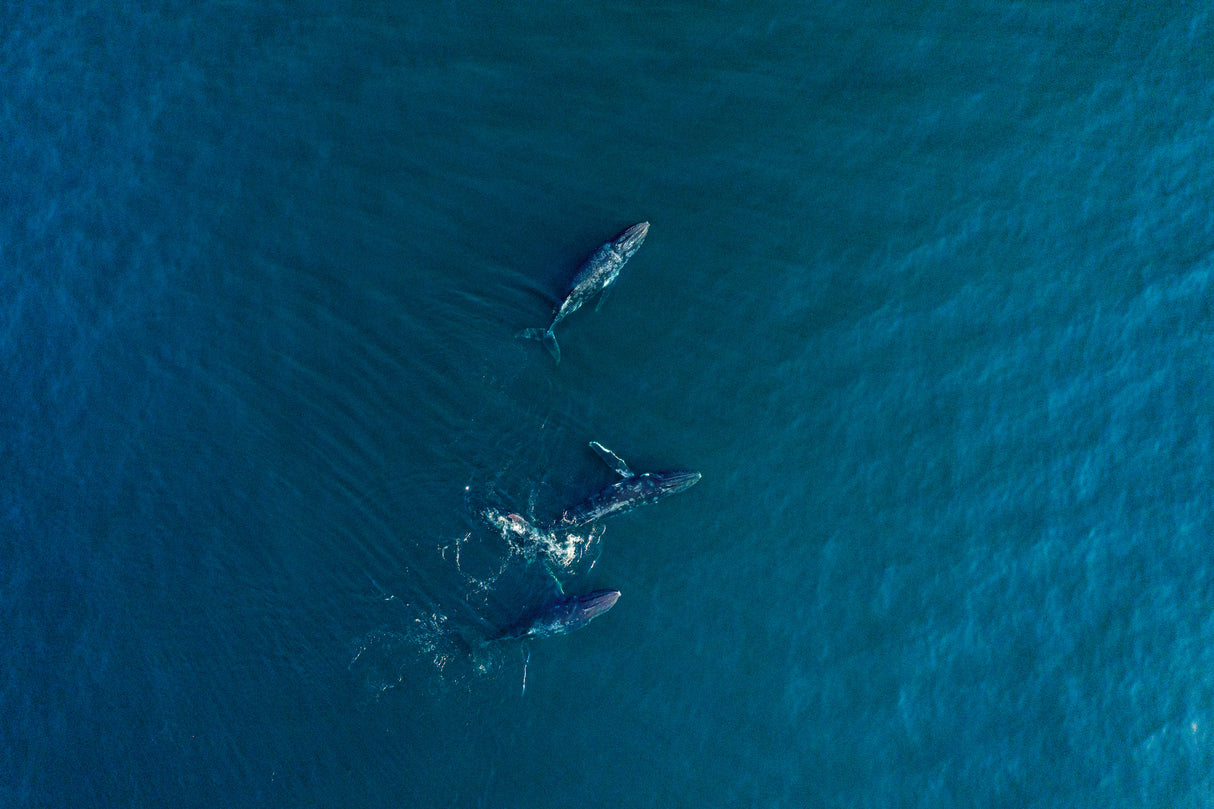 Arabian Humpback Whale Poster och Canvastavla
