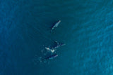 Arabian Humpback Whale Poster och Canvastavla