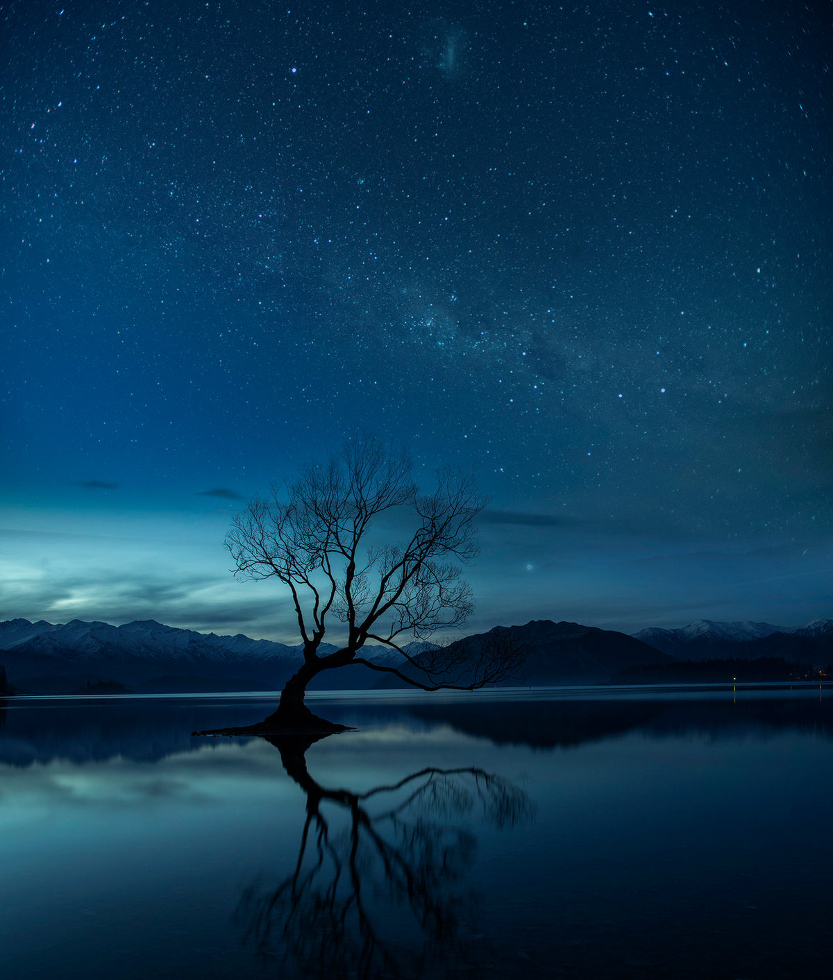 Wanaka tree Poster och Canvastavla