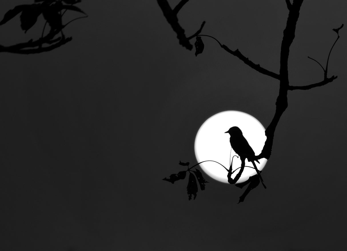Nightingale of my dreams Poster och Canvastavla