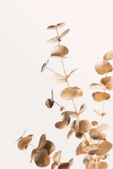 Eucalyptus Gold No 05 Poster och Canvastavla